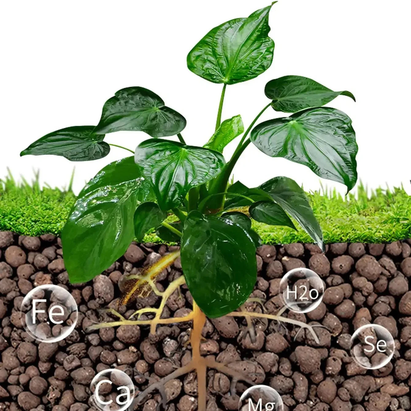 500g/パック レカボール 植物用粘土球、水耕栽培用粘土球 - Clay Pebble Growing のレビューと価格