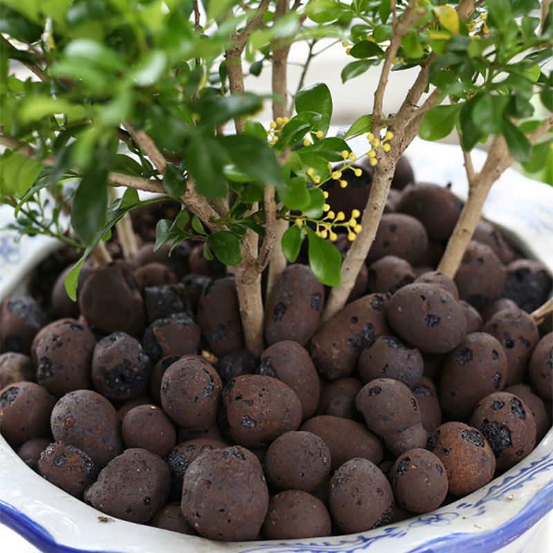 光セラミックサイトの小石,有機栽培,500g,蘭,メディア, - Clay Pebble Growing のレビューと価格