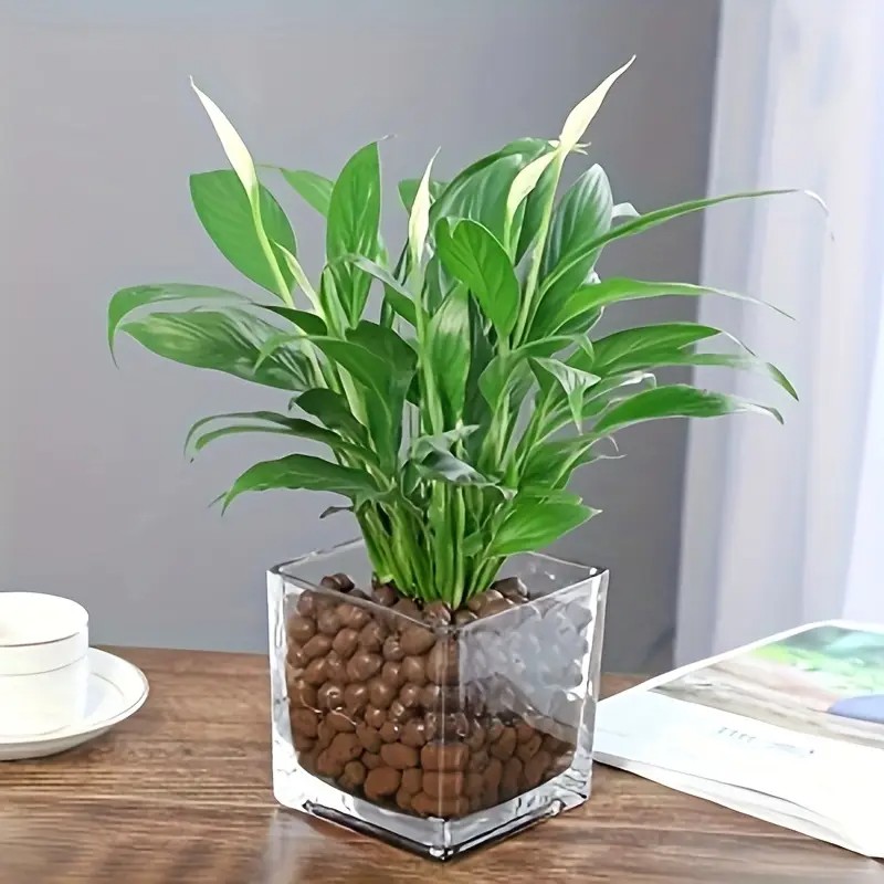 1LB 再利用可能な水耕粘土小石 天然水耕栽培粘土小石 軽量 - Clay Pebble Growing のレビューと価格